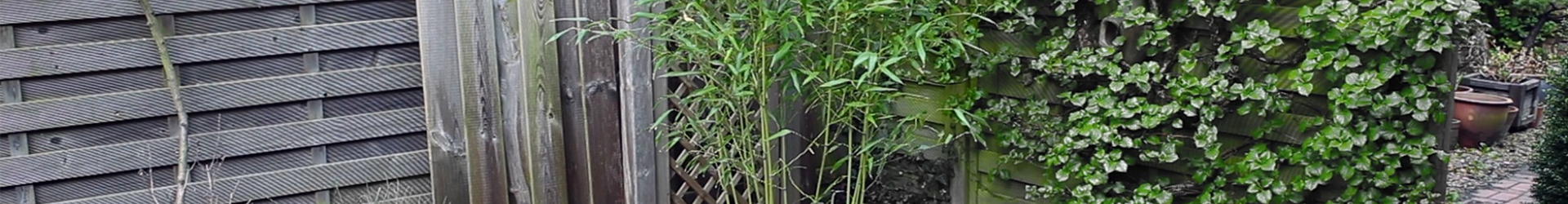 Bambus - Einpflanzen im Garten (thumbnail).jpg