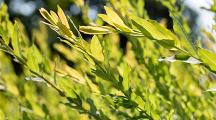Salix purpurea (GS649227.jpg)