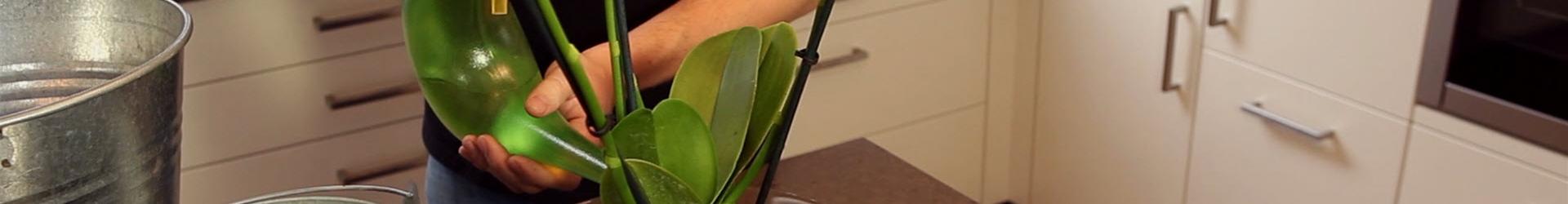 Orchidee - Einpflanzen in ein Gefäß (thumbnail).jpg