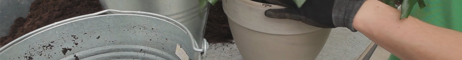 Rosen - Einpflanzen in ein Gefäß (thumbnail).jpg