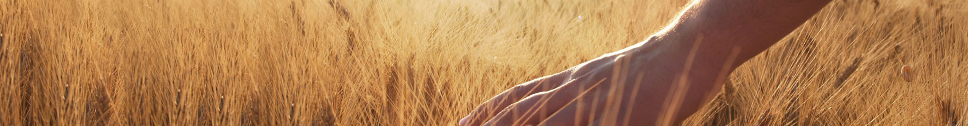 Hand-im-Getreide-Slider-001 Hand-im-Getreide-Slider-001