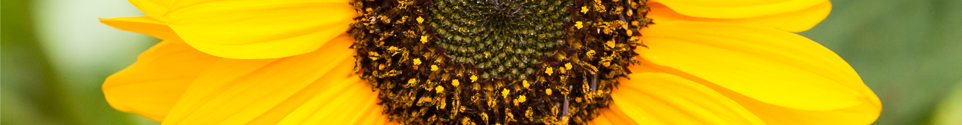 Helianthus annuus, gelb Helianthus annuus, gelb