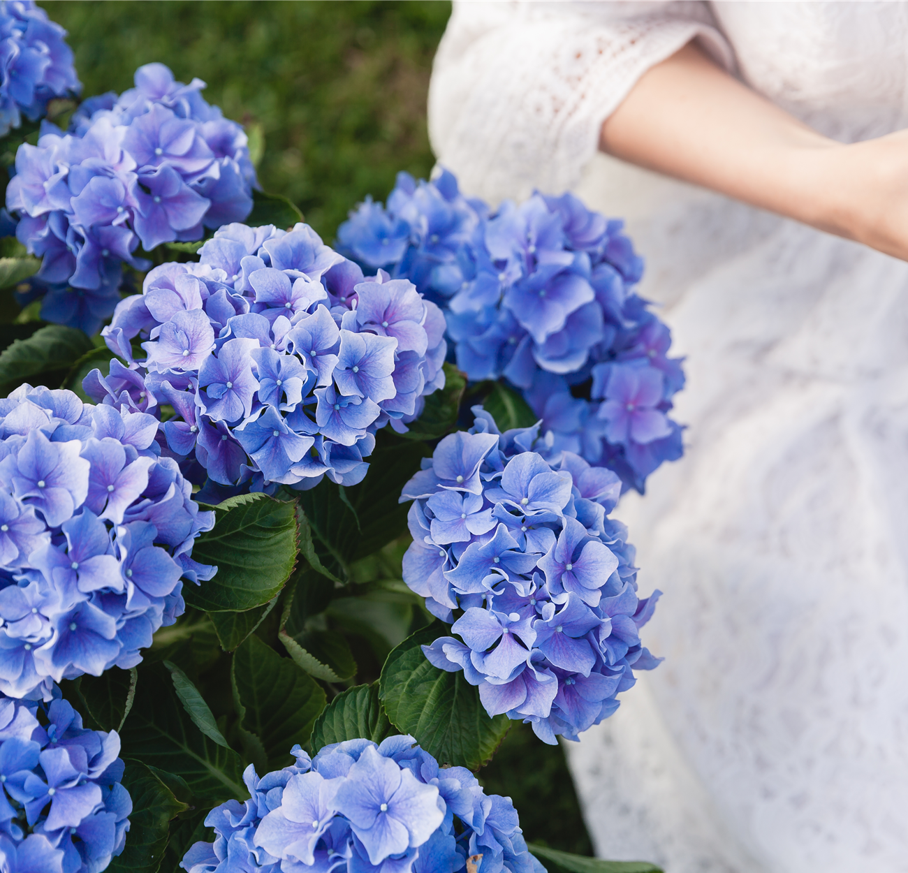 Blaue Hortensie