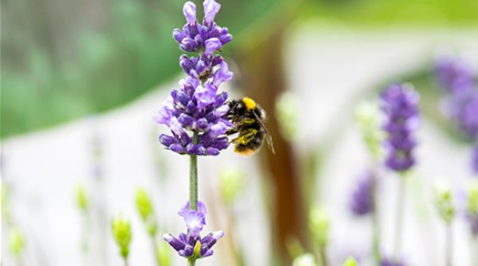 Hummel an Lavendel (GS637453.jpg)