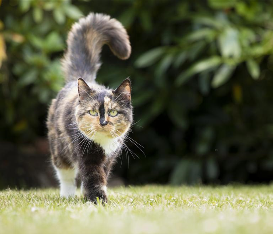 Katze auf Wiese