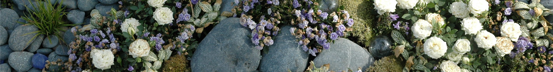 Steine und Pflanzen Steine und Pflanzen